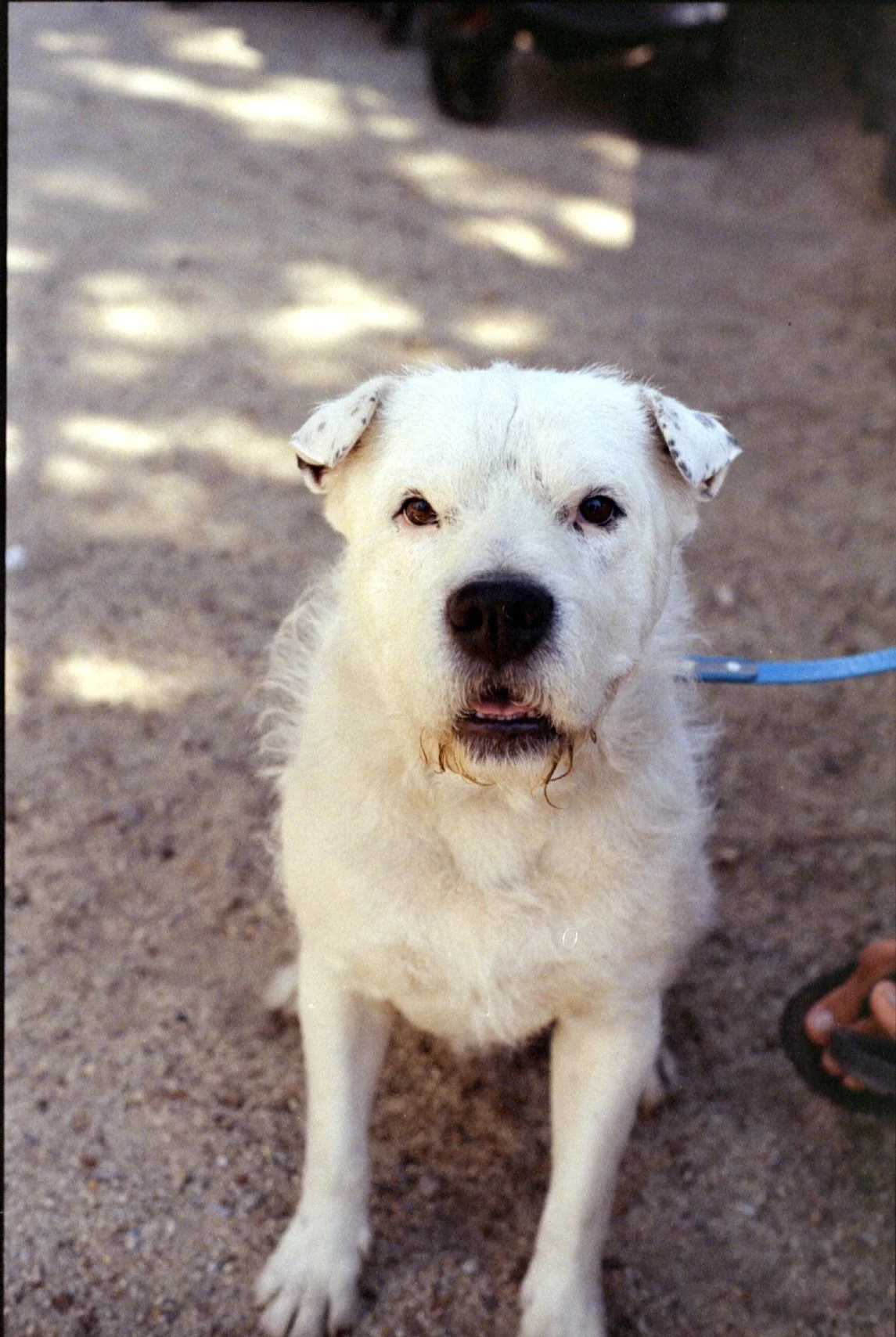 minolta_x700_kodak_gold_200_158.jpg