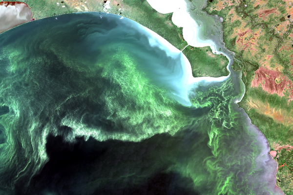 BloomFinder: Algal Advisory Service