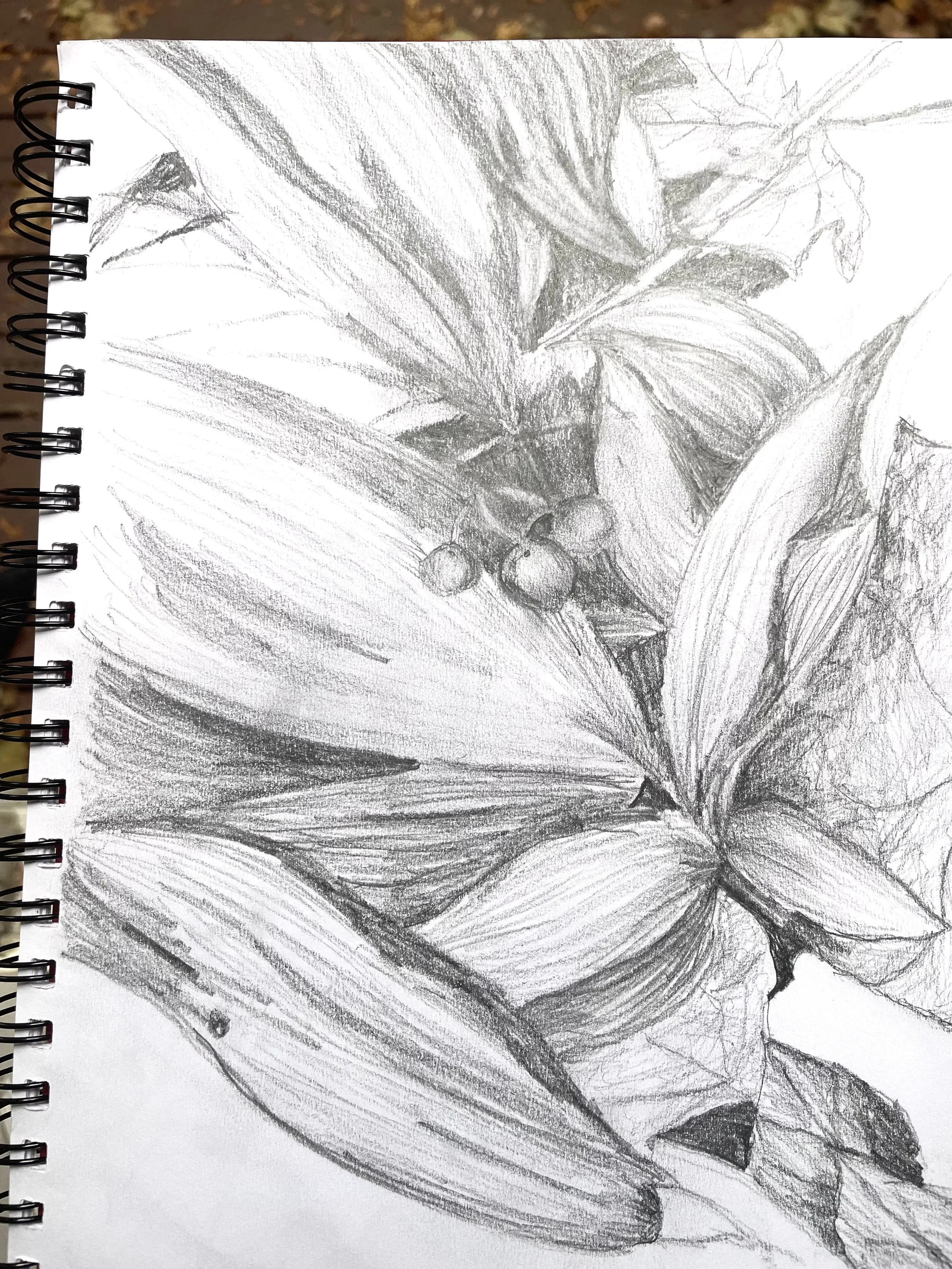 Pencil sketch of Lily of the Valley by artist Surabhi Pandey