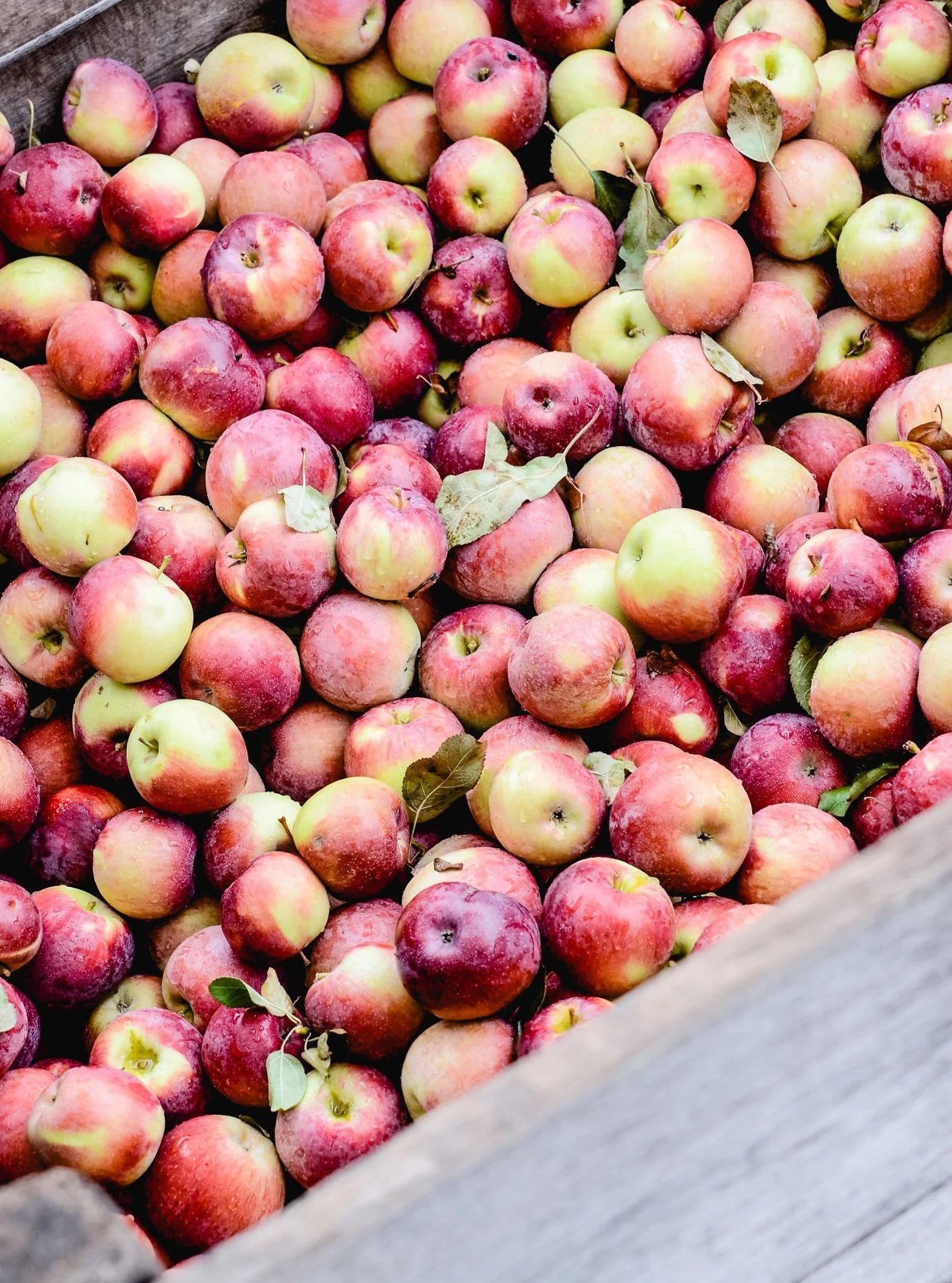 apple-farm-apple-picking-2-small-logo.jpeg