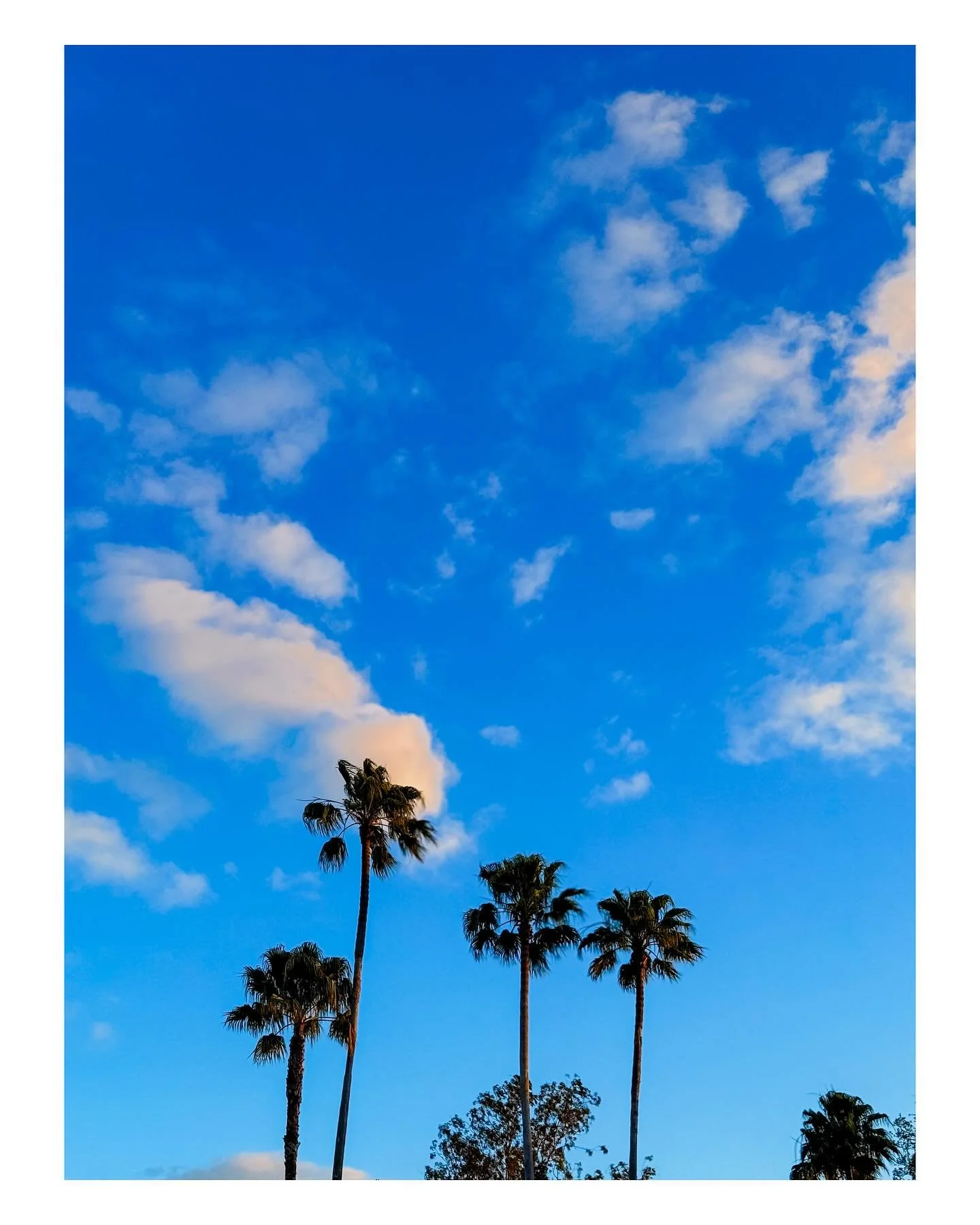 somewhere down in florida 
.
.
.
.
.
#iphonephoto #editedphotos #alabamaphotographer #adobelightroom #louandmarkspresets #photography