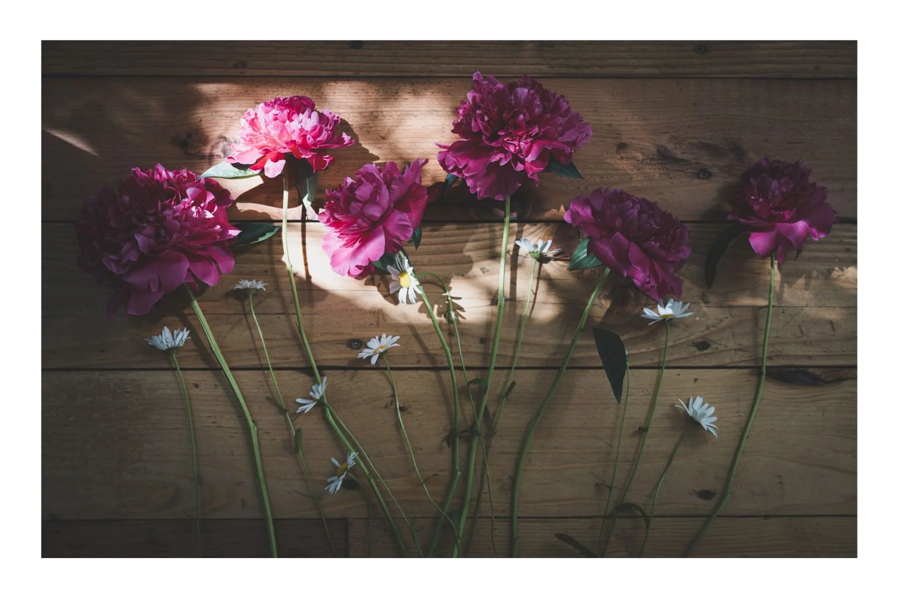 Pink peonies and white daisies arranged on a wooden surface with sunlight casting shadows.