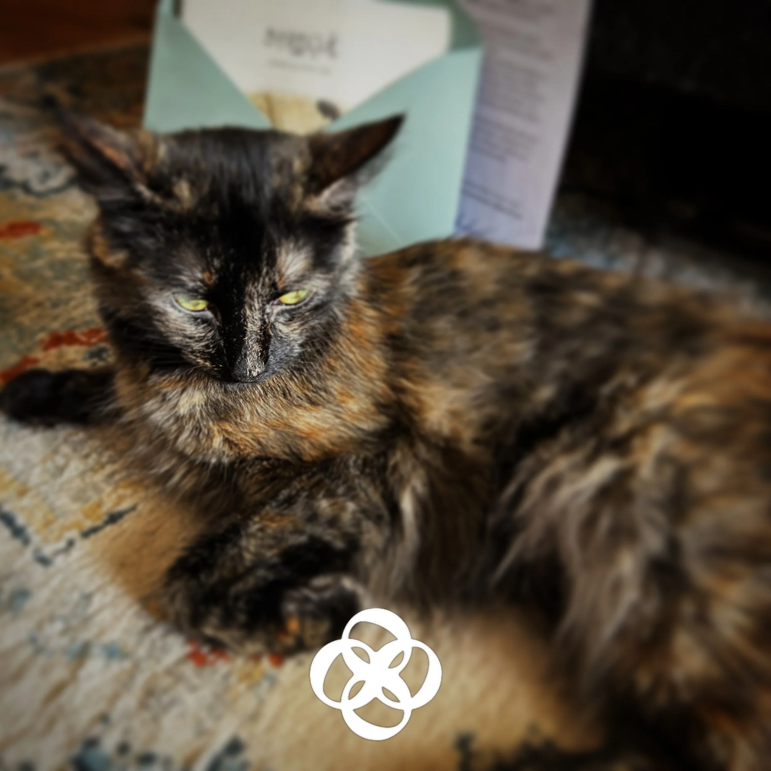 🐈&zwj;⬛✨ a minha guardi&atilde; das coisinhas m&aacute;gicas!
Nos pr&oacute;ximos dias (ou horas) o segredo vai ser revelado!
H&aacute; por a&iacute; quem j&aacute; saiba 🤭 o que ser&aacute;?

📸 @joana_id