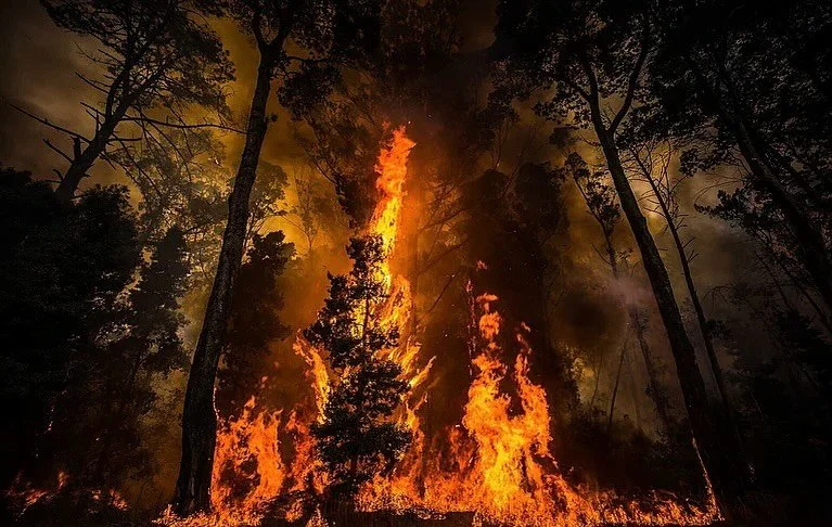 Eu vou pedir &agrave;s &aacute;guas que venham. Os c&eacute;us que chorem perante a destrui&ccedil;&atilde;o.

Como &eacute; ser-se humano sem o ser?
Como &eacute; estar t&atilde;o para al&eacute;m da maldade que nem se sente dor por matar ou fazer s