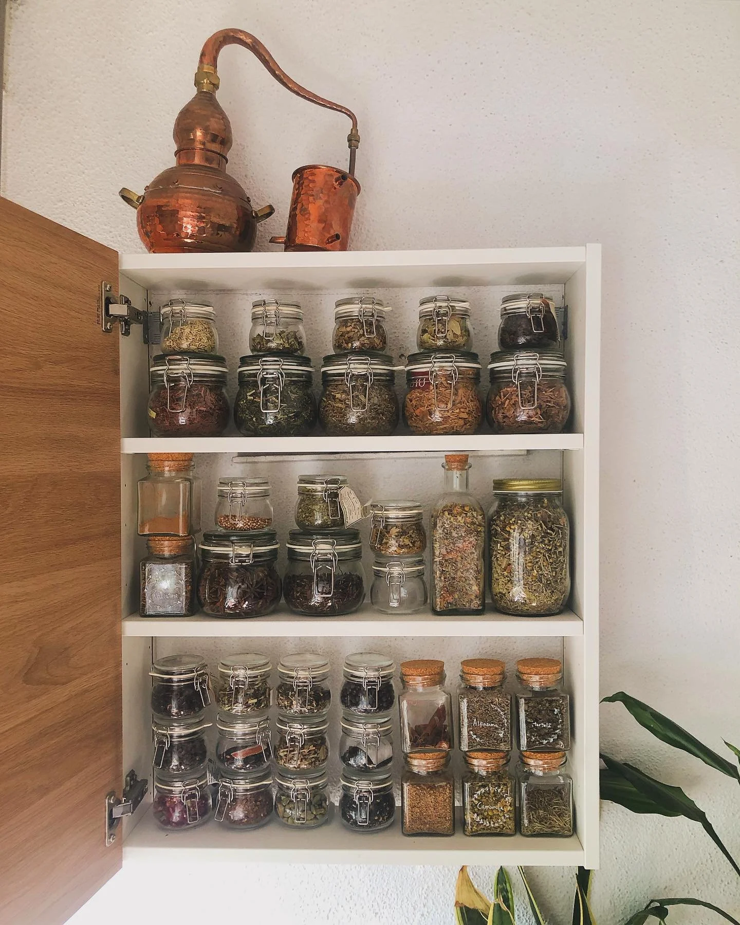 Happiness ✨🌿
A preparar-me para as receitas de outono 🍂 
Quem mais est&aacute; a sentir estas witchy vibes? 🦉