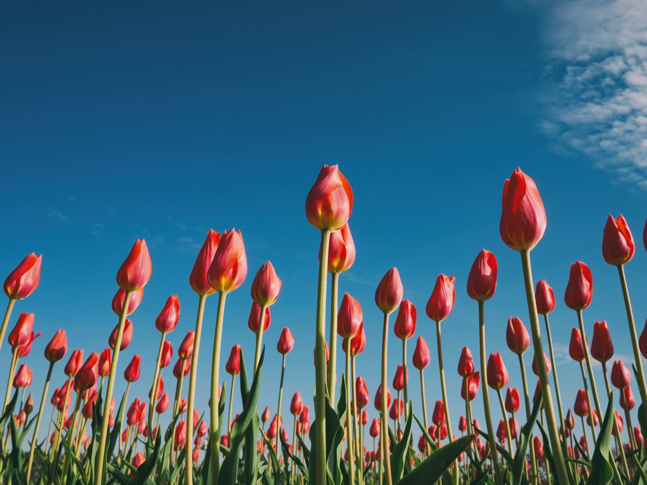 Imagine SPRING as the Season of your Marriage