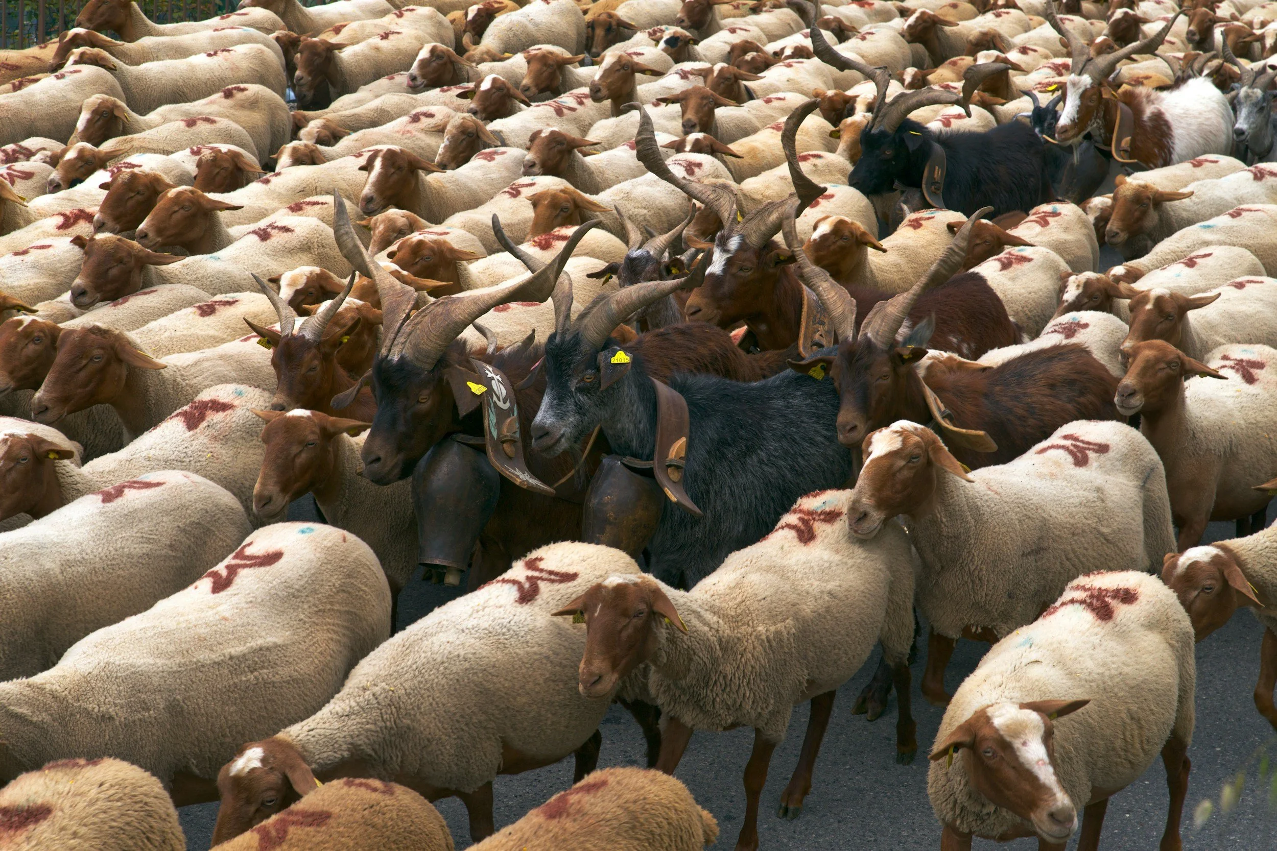Lessons Learned from the Sheep and the Goats