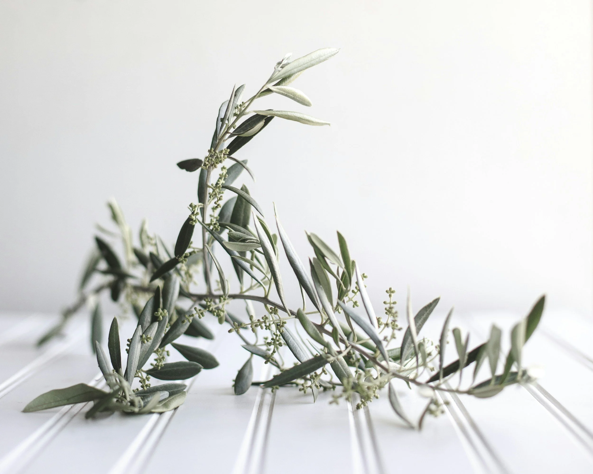 How Would the Wild Olive Branch (grafted in nations) be One in Torah and the New Testament?