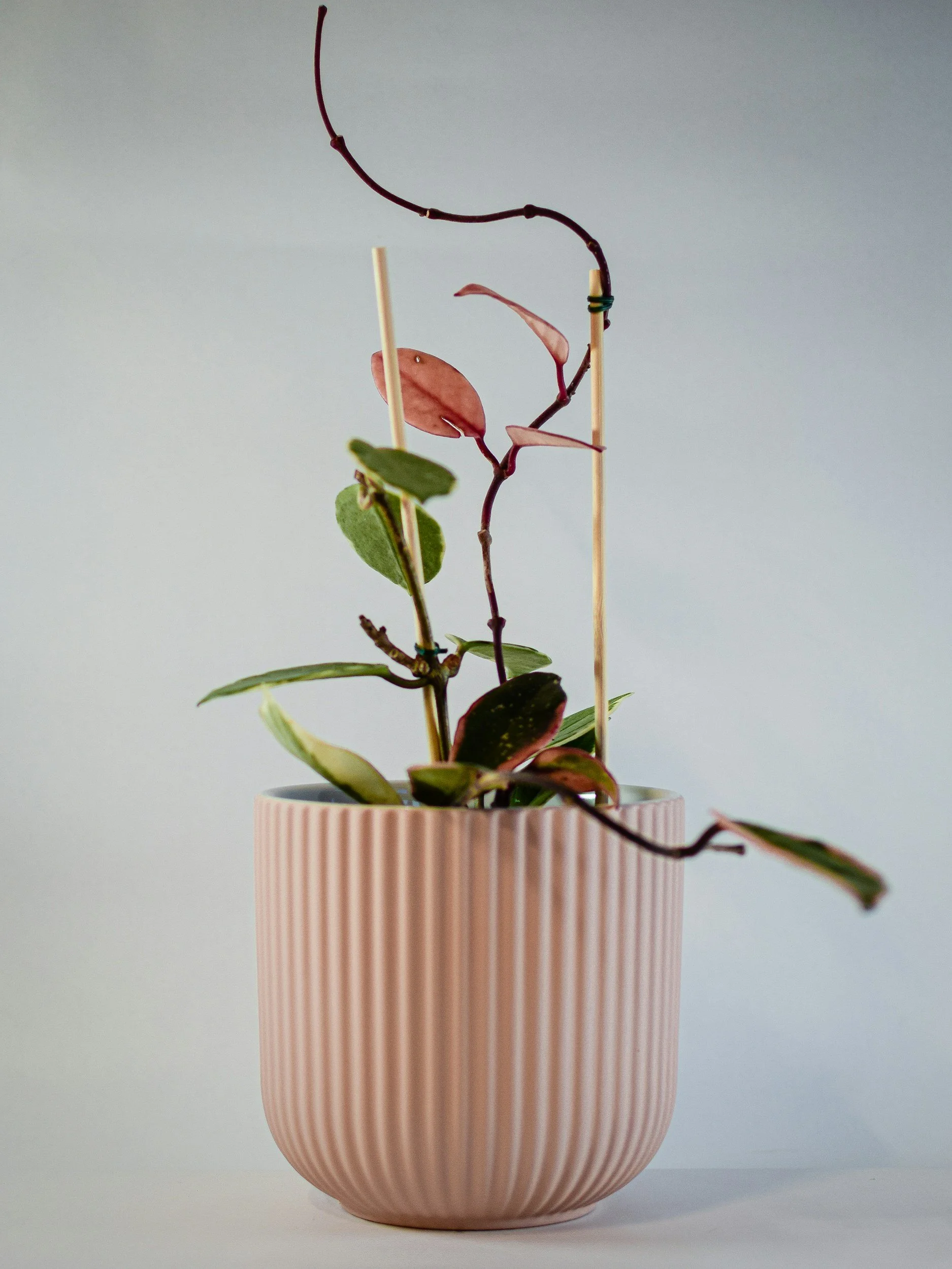 plant representing fertility