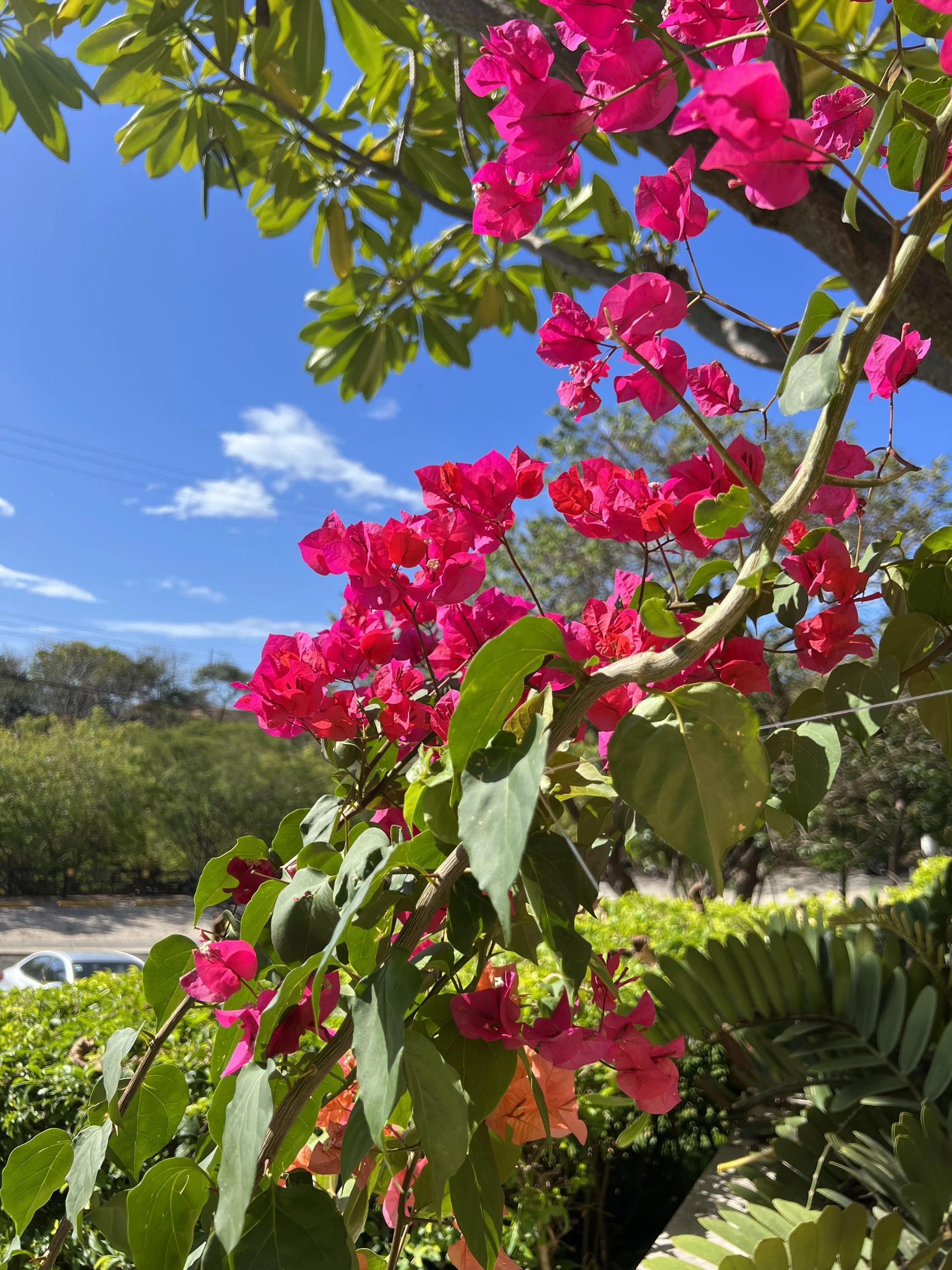 strong roots symbolize fertility