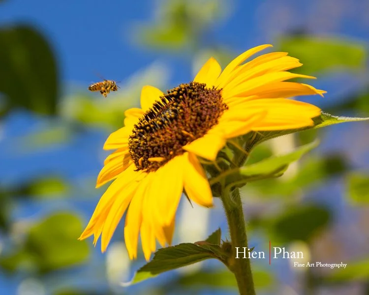Bee with Sunflower