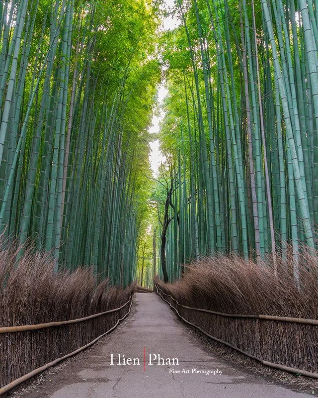 Arashiyama Bamboo Forest