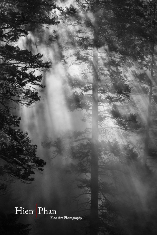 Misty Fog