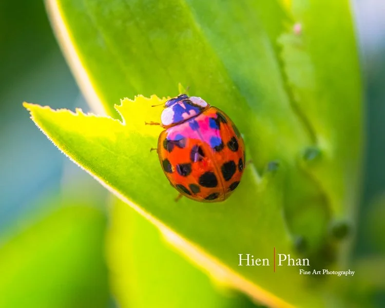 Lady Bug