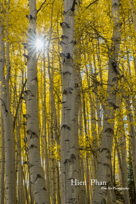 Aspen Trio