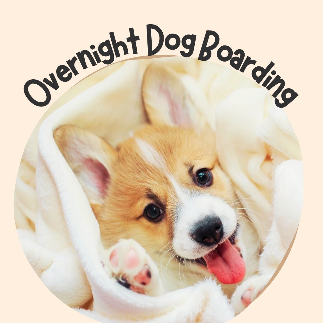 Crate Boarding per night: 61 – 90 pounds