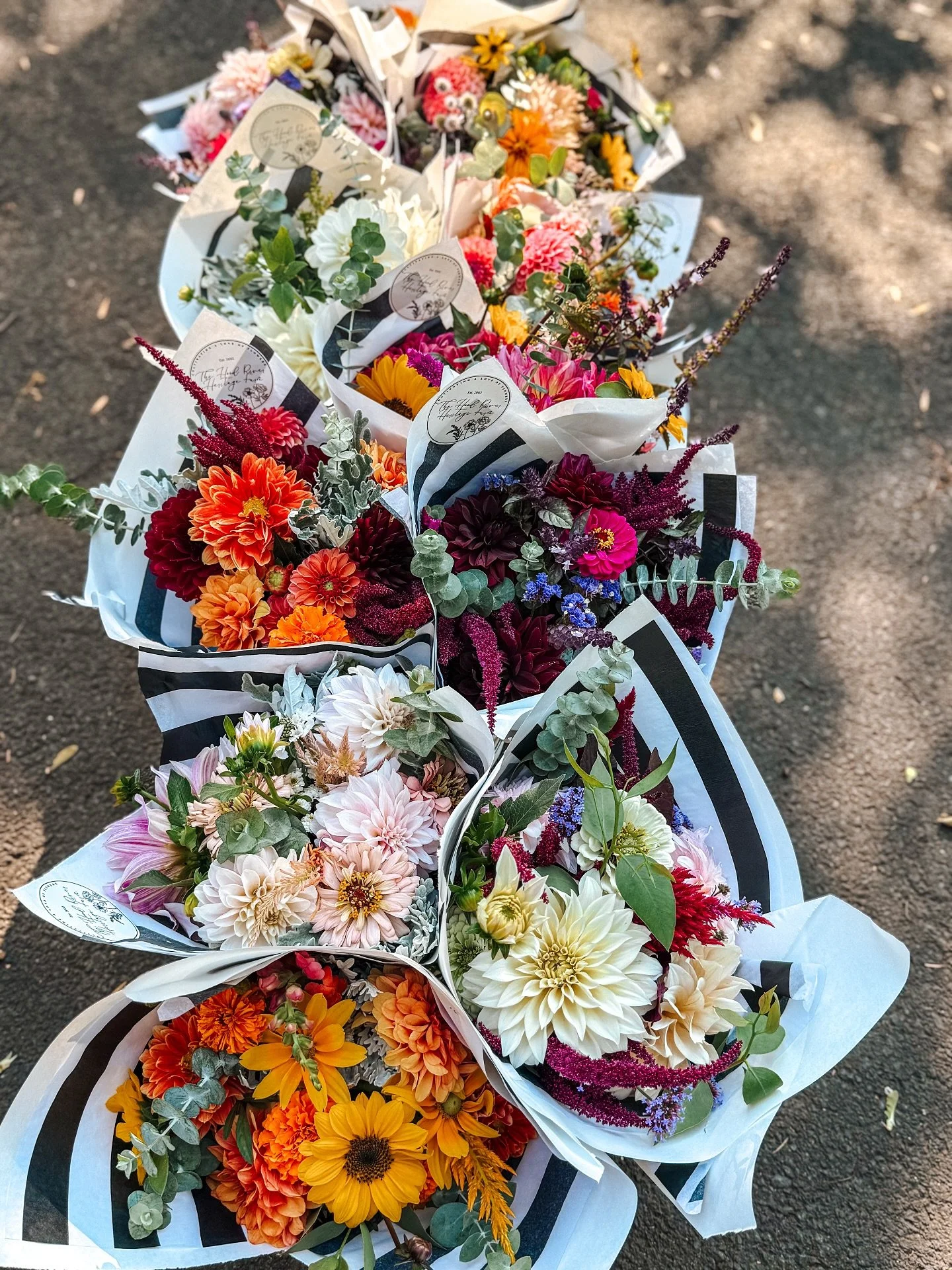 Every bloom has its moment, and September is for dahlias. They&rsquo;re the heart of this week&rsquo;s bouquets, waiting for you at the stand.

#hoodriverflowers #hoodriveroregon #flowerfarm #seasonalflowers #dahliaseason #localflowers #farmerflorist