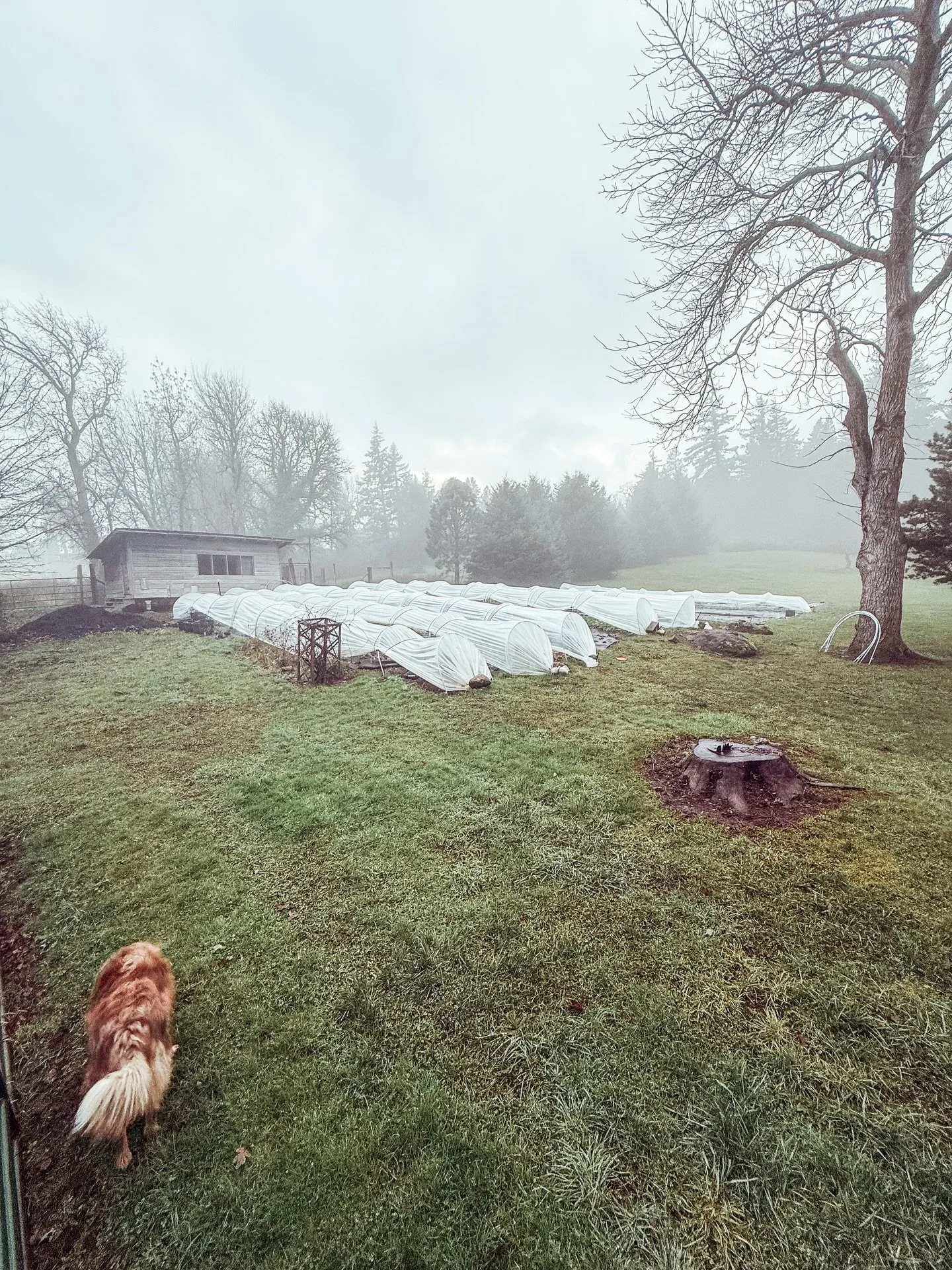 Almost February and while a lot of things are still asleep, this mild winter has us seeing little signs of life starting to wake up. Low tunnels tucked in, fog rolling through, and that quiet, in-between season magic 🤍

#flowerfarm #flowerfarmlife #