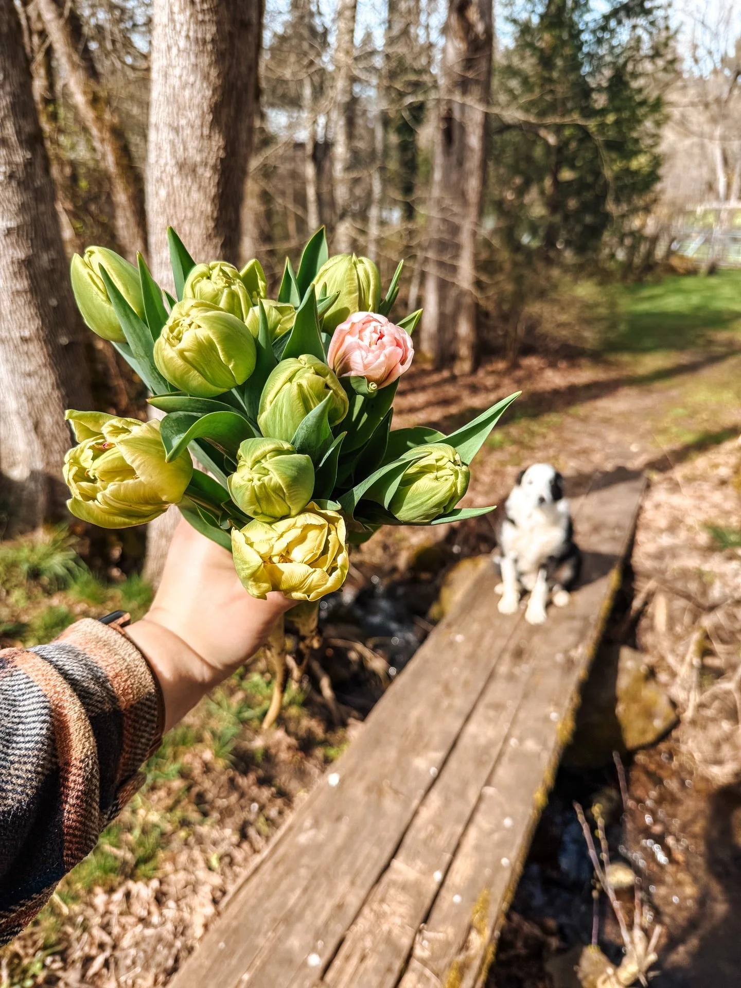 The very first tulips of the season are here 🌷

There is something extra special about this moment. Months of planning, planting, and waiting&hellip; and finally the first harvest in hand. These are just the beginning and there is so much more comin