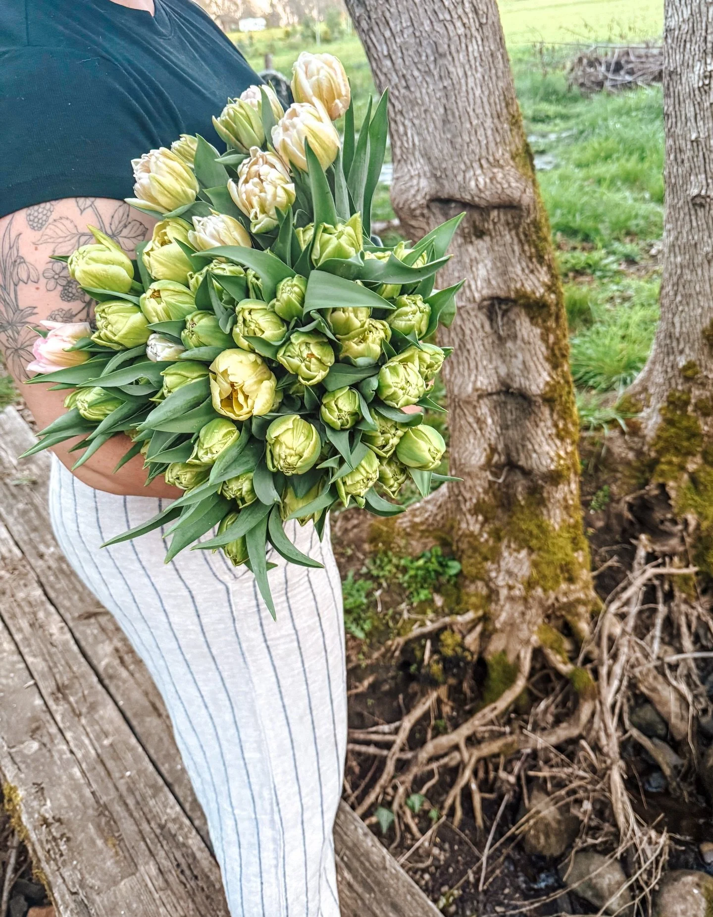 The stand is opening this weekend 4/3🌷

Tulips are here and it&rsquo;s officially feeling like spring again. These are the first of the season, filled with soft, ruffly doubles and all the colors that just feel like Easter.

There will be a mix of s