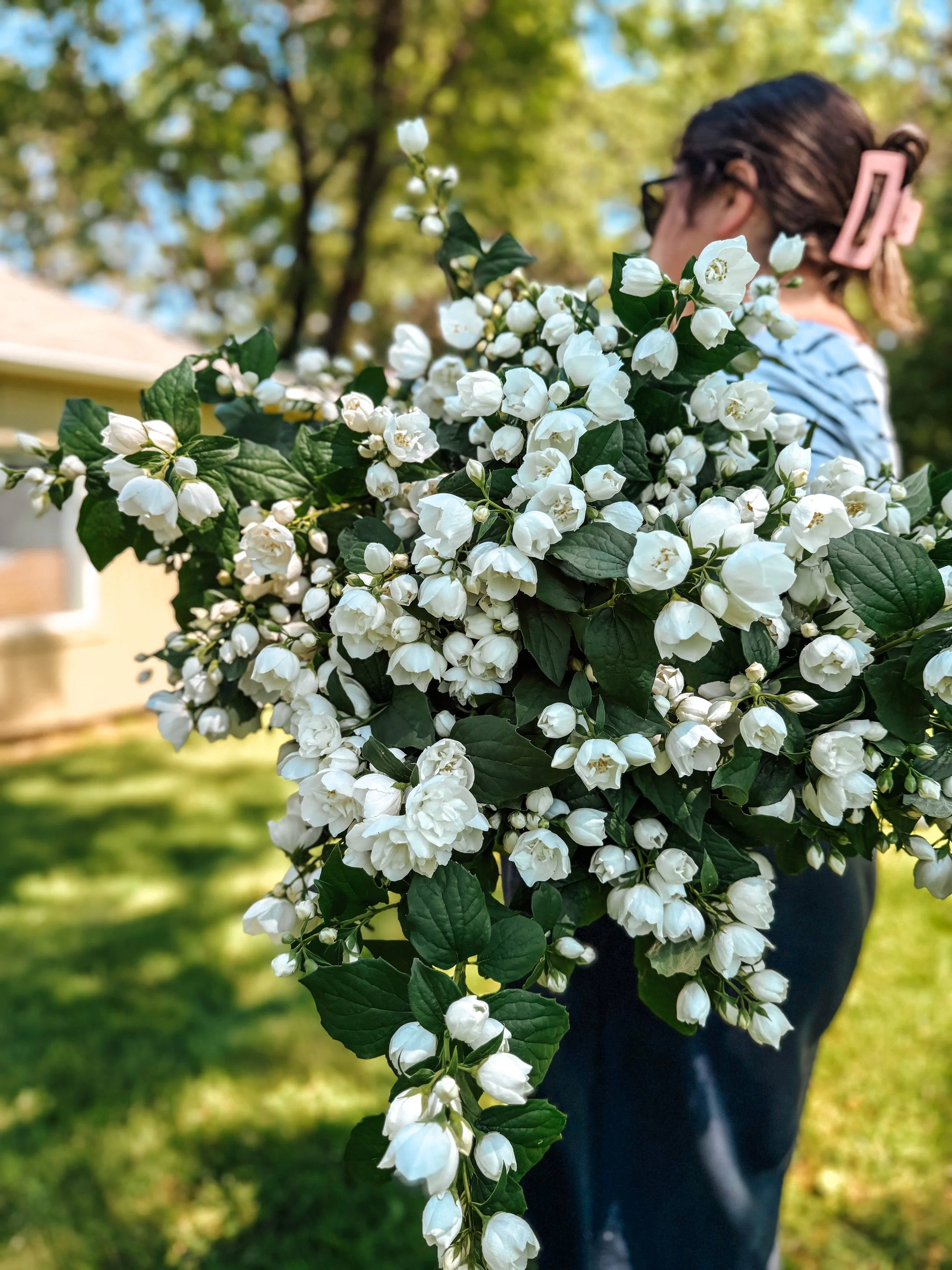Mock Orange season might be one of my favorite moments on the farm. The fragrance is unreal, sweet, citrusy, and strong enough to stop you in your tracks.

These branches are headed into this weekend&rsquo;s bouquets and bringing all of the dreamy, g