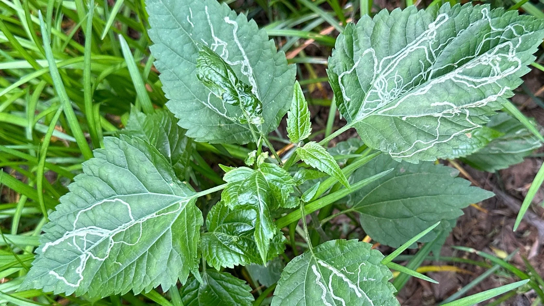 snakeroot larvae.jpg