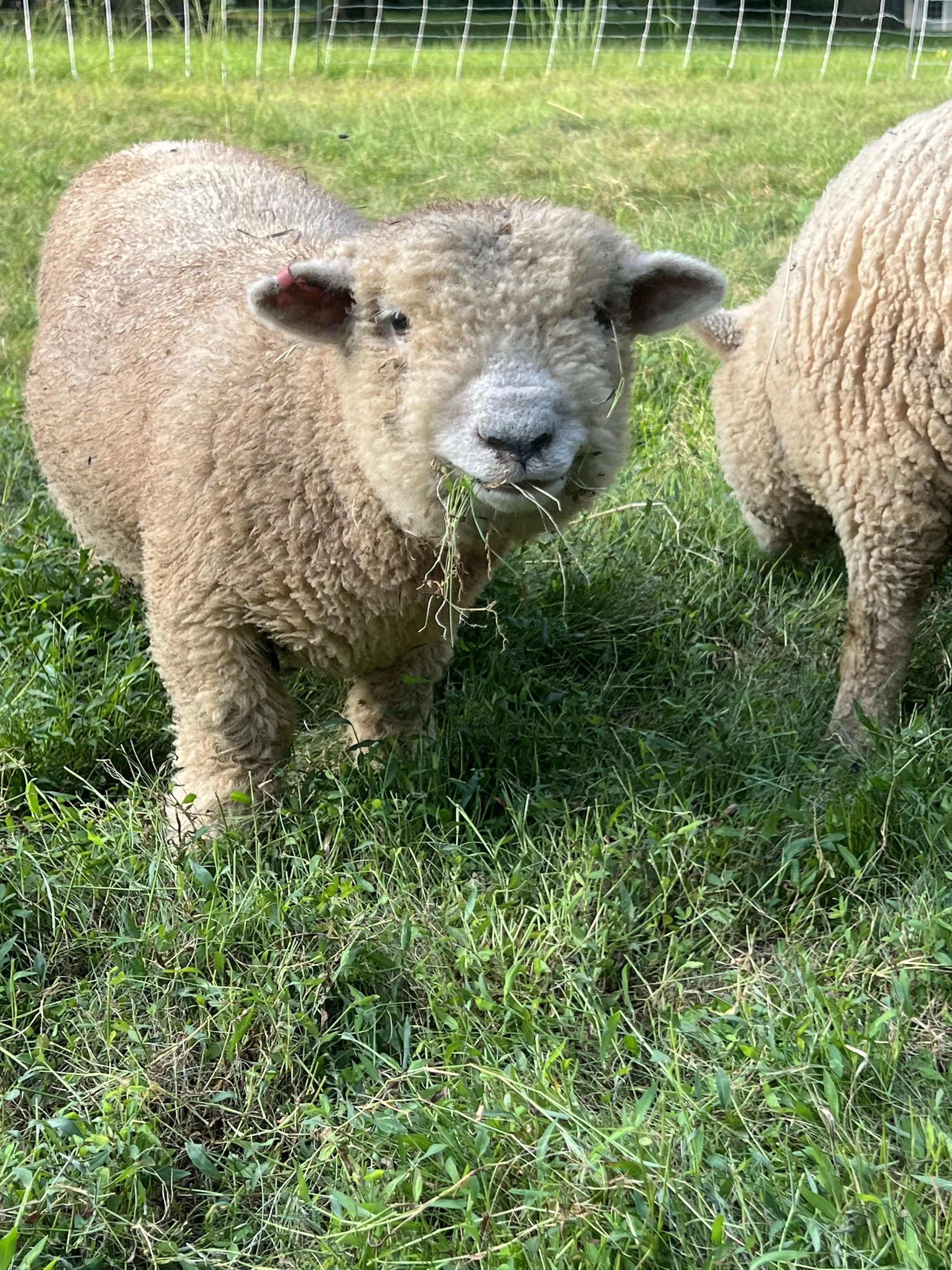 Opal - Ewe
Babydoll Southdown
DOB 04/14/26