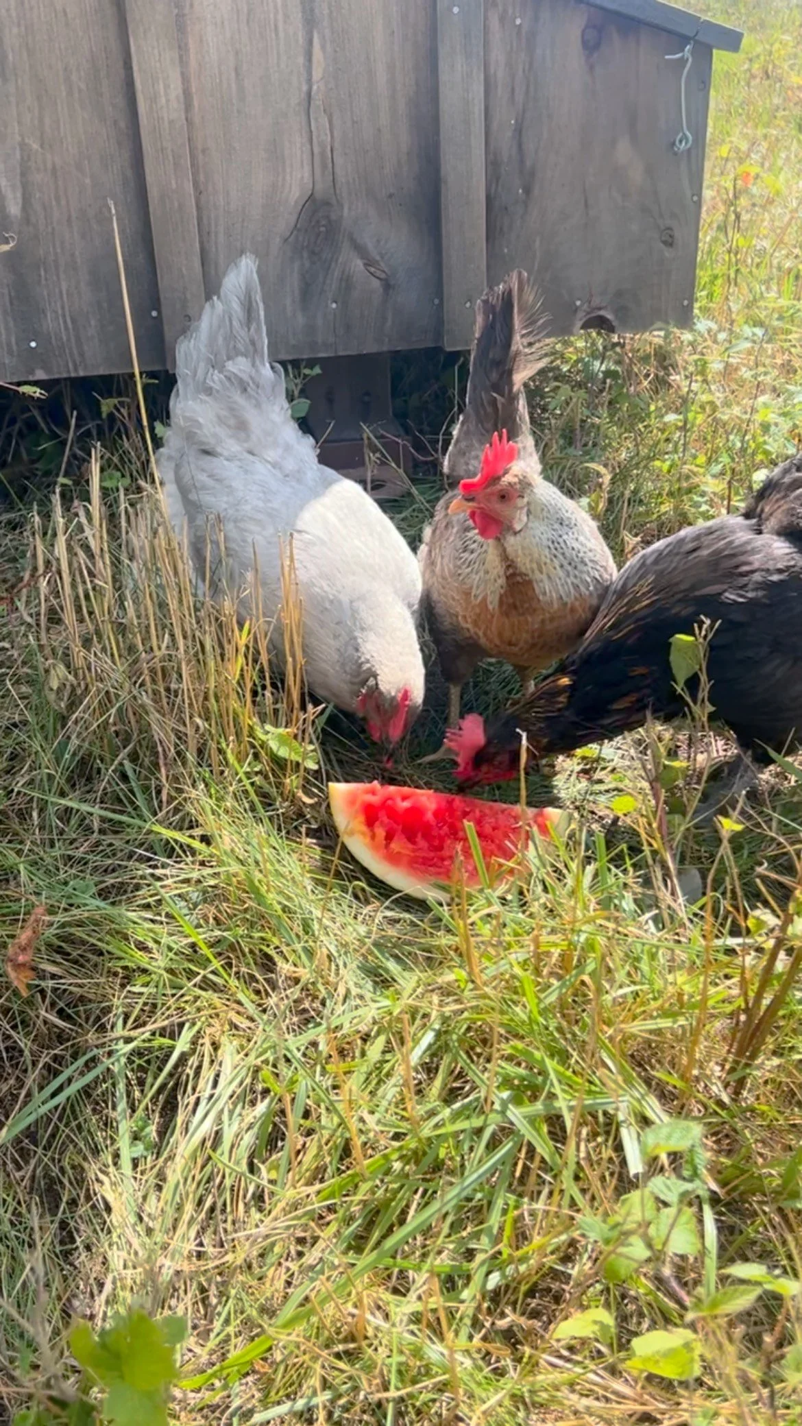 夏のご馳走を楽しむ娘たち。#smallfarm #farmlife #backyardchickens #vermontbyvermonters #vermontlife