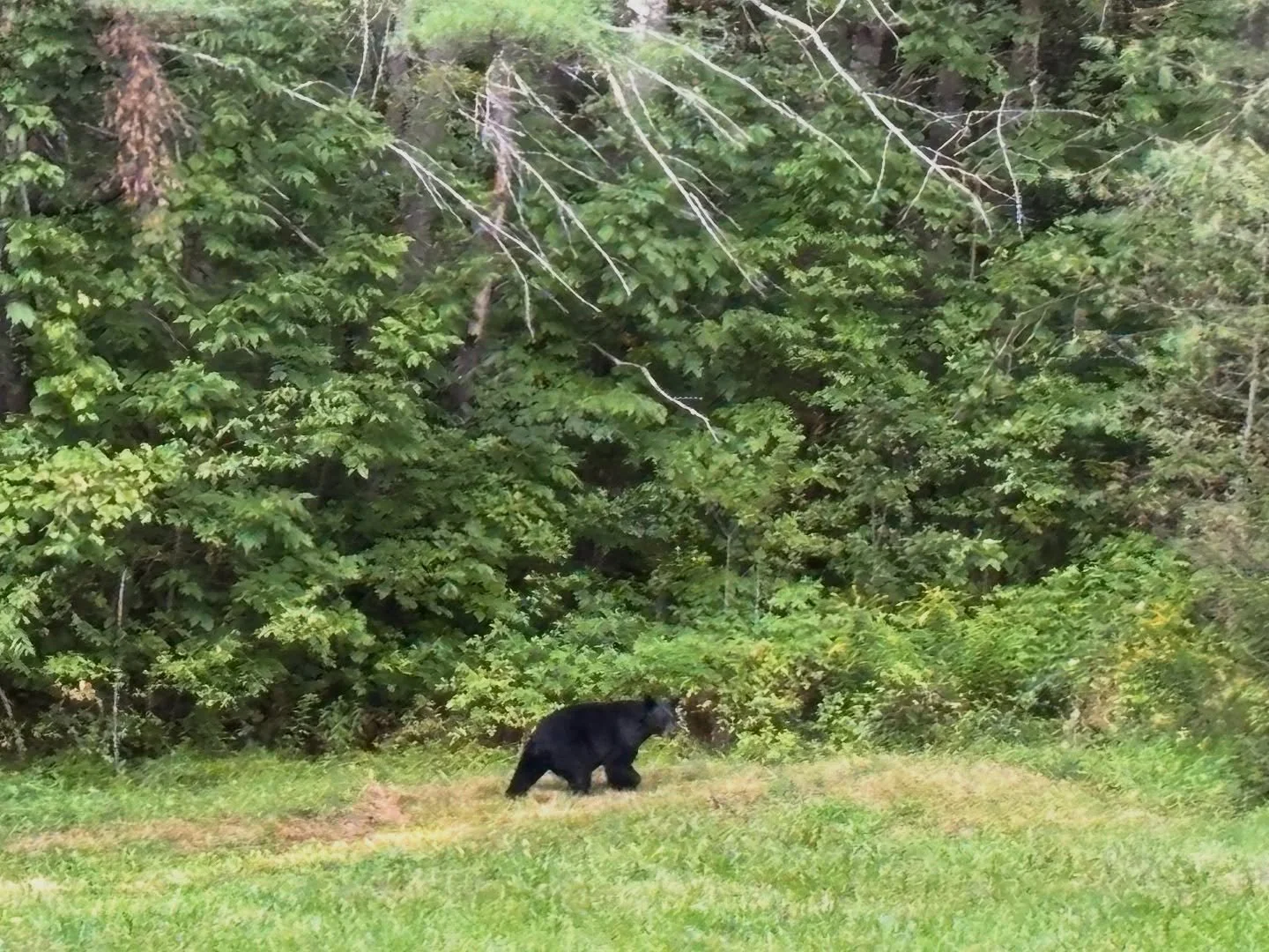 Uh Oh - a bear cub is repeatedly encroaching on the farm. ๐ฐ