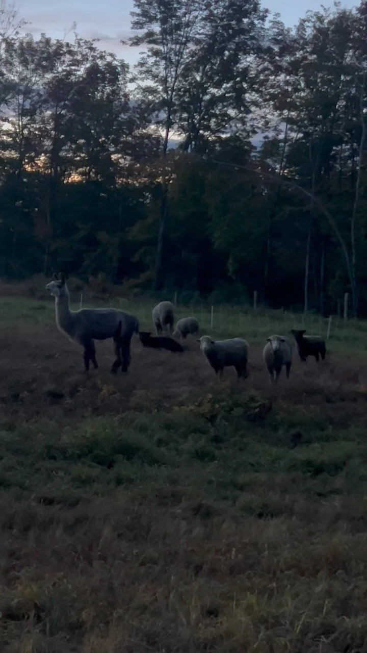 The flock grazing at dawn. #grazingsheep #dawn #sheepfarming #vermontsheep #farmlife