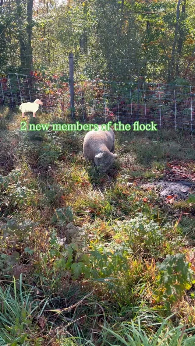 Welcoming Peach &amp; Blueberry to our flock! These 2-year old Babydoll Southdown ewes join us from New Hope, PA. #smallfarm #babydollsouthdown #farmlife
