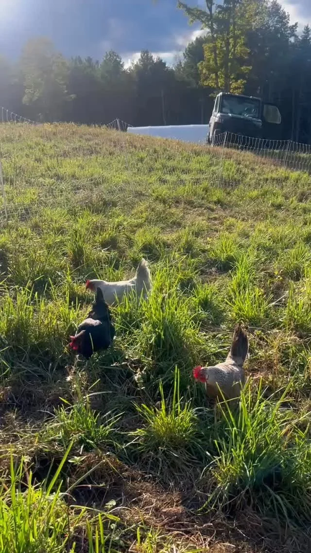Morning chores