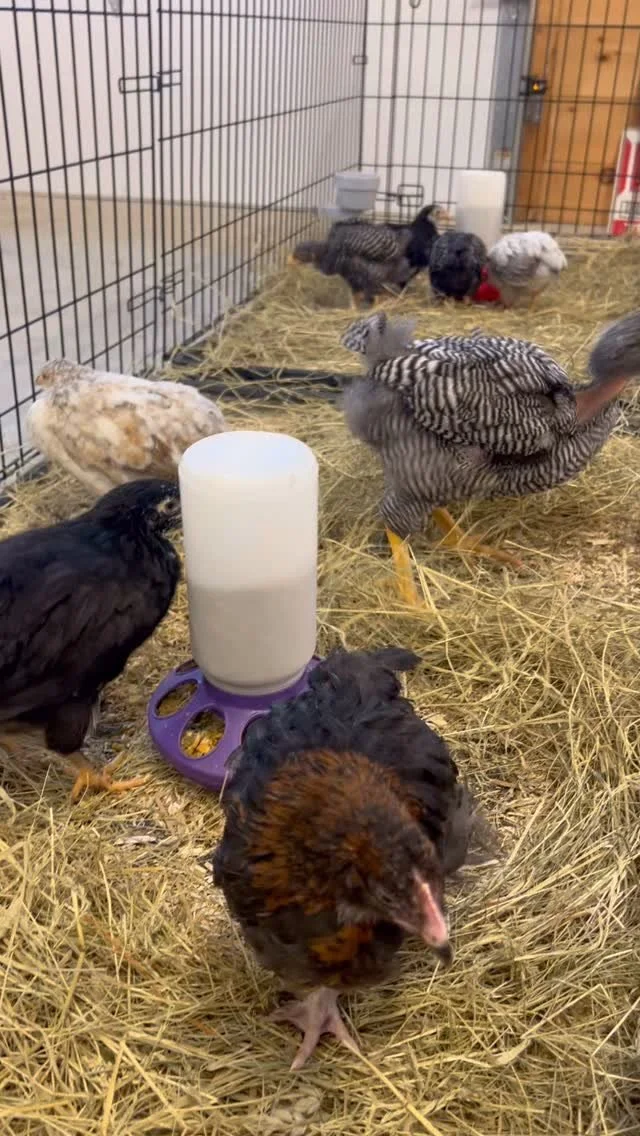 7 pullets have joined the farm (and 1 cockerel)! They are cute, hungry and messy. Thank you @sugarfeathervt #smallfarm #swedishflowerhen #coppermaran #plymouthrockchicken