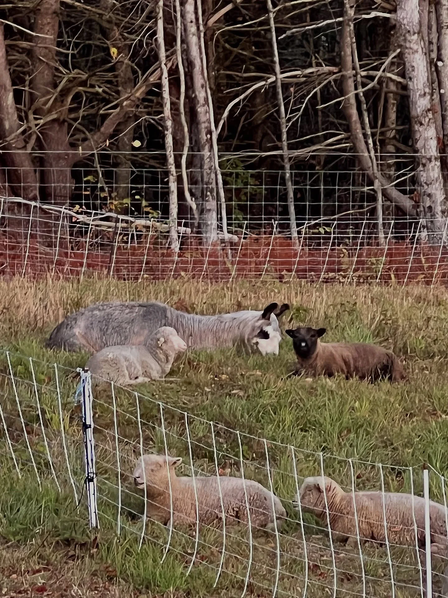 Luna, our Merino lamb, and the Babydolls enjoy the morning stillness with Cloud. #saturdaymotning #babydollsouthdown #llama #vermontfall