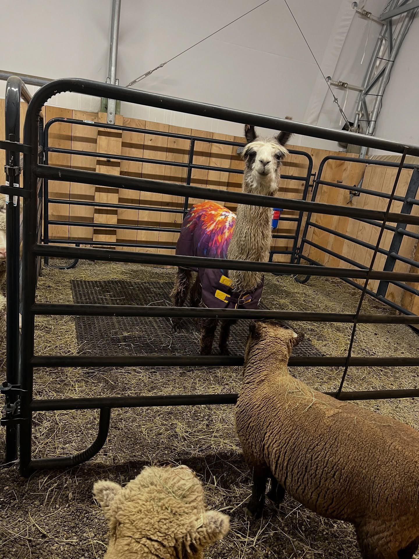 Cloud is back from the vet. Major dental issues so he has to be segregated to follow a special soft food diet. Amelie can&rsquo;t bear to be separated from him &amp; sneaks into his enclosure. #llamalove #farmyardfriends