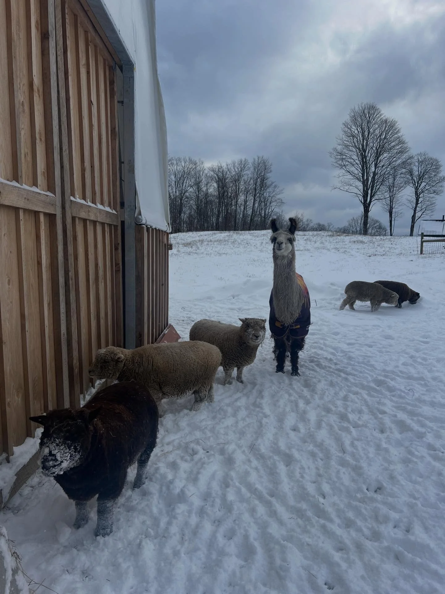 Merry Christmas 🎄