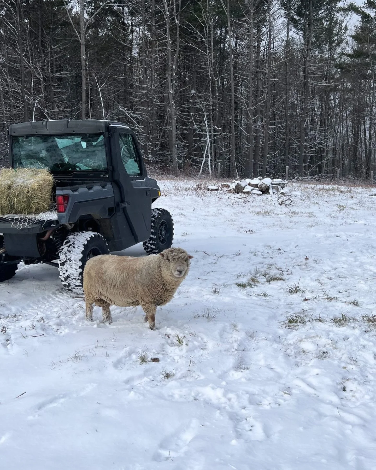 Sharing winter on the hill with @miranda.wilkins_  and Patrick, the ram. #vermontwinter #snow