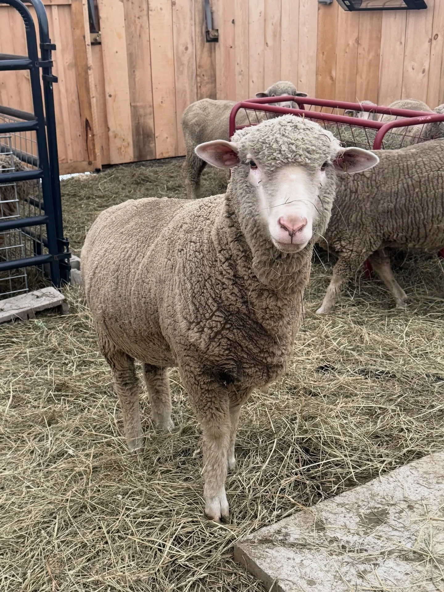 Cozy in the barn. #sheep #sheepfarming #smallfarm