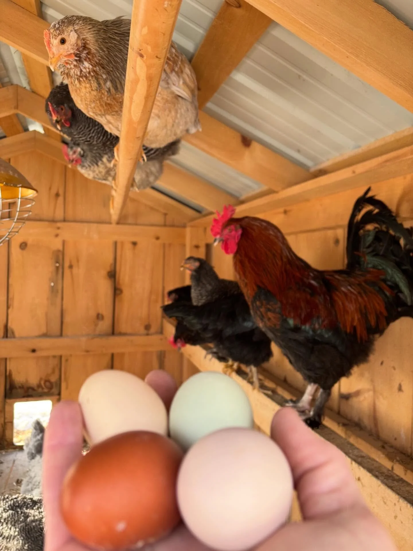 The pullets are finally maturing into layers. More fresh eggs! #backyardchickens #vermontfarm #creamlegbar