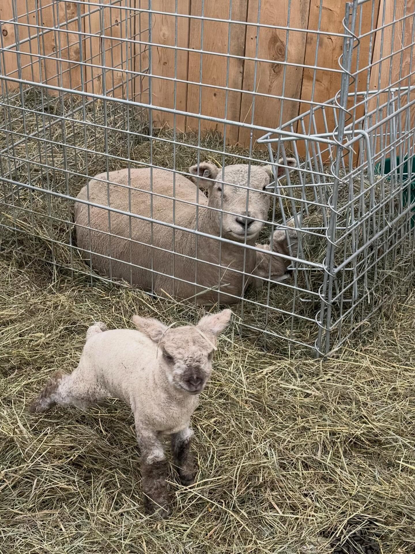 Olive can&rsquo;t wait to meet the newest lamb still cozied up with her mom. #lambing #babydollsouthdownlambs #lambingseason