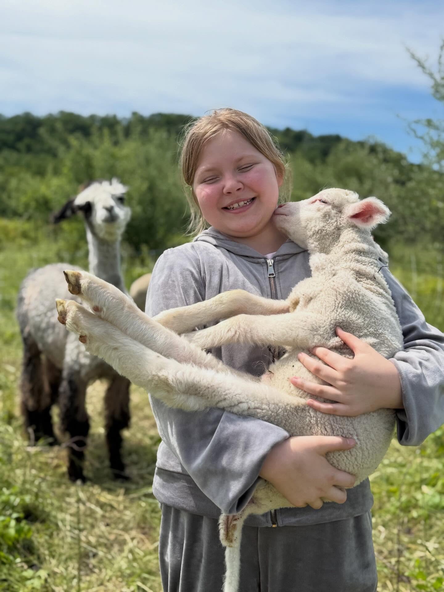 My niece enjoys a lamb smooch. #merinolambs #lambs