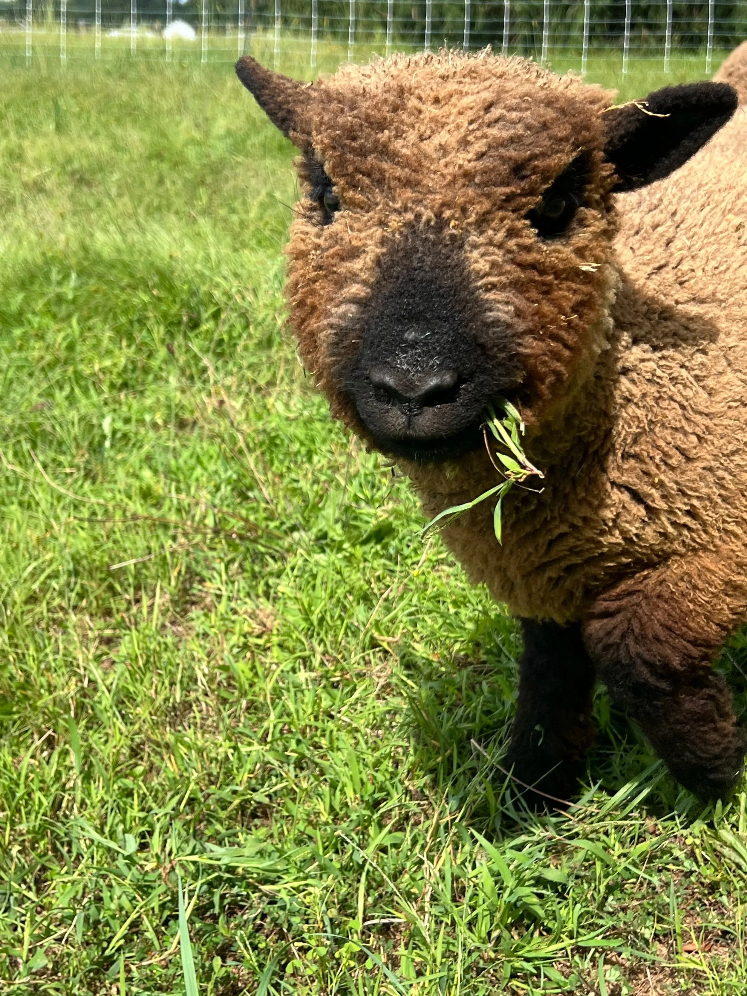 Ophelia - Ewe 
Babydoll Southdown
DOB 04/12/26