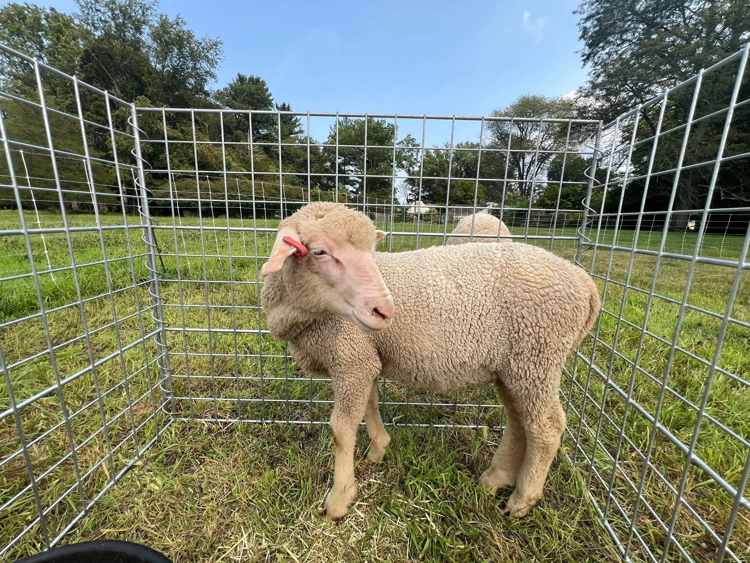 Otto - Ram
Merino
DOB 05/15/26