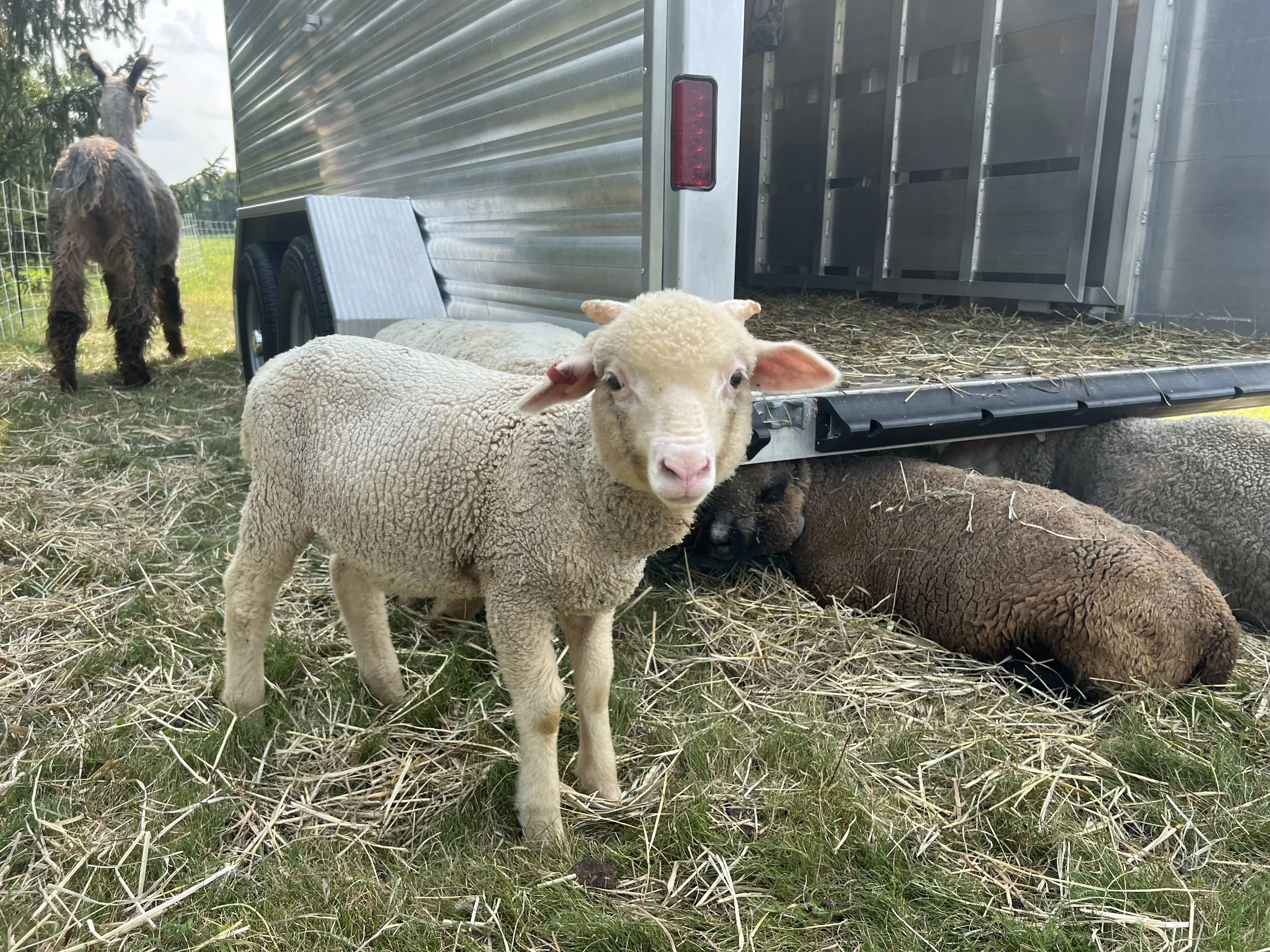 Orlando - Ram
Merino
DOB 05/08/26
