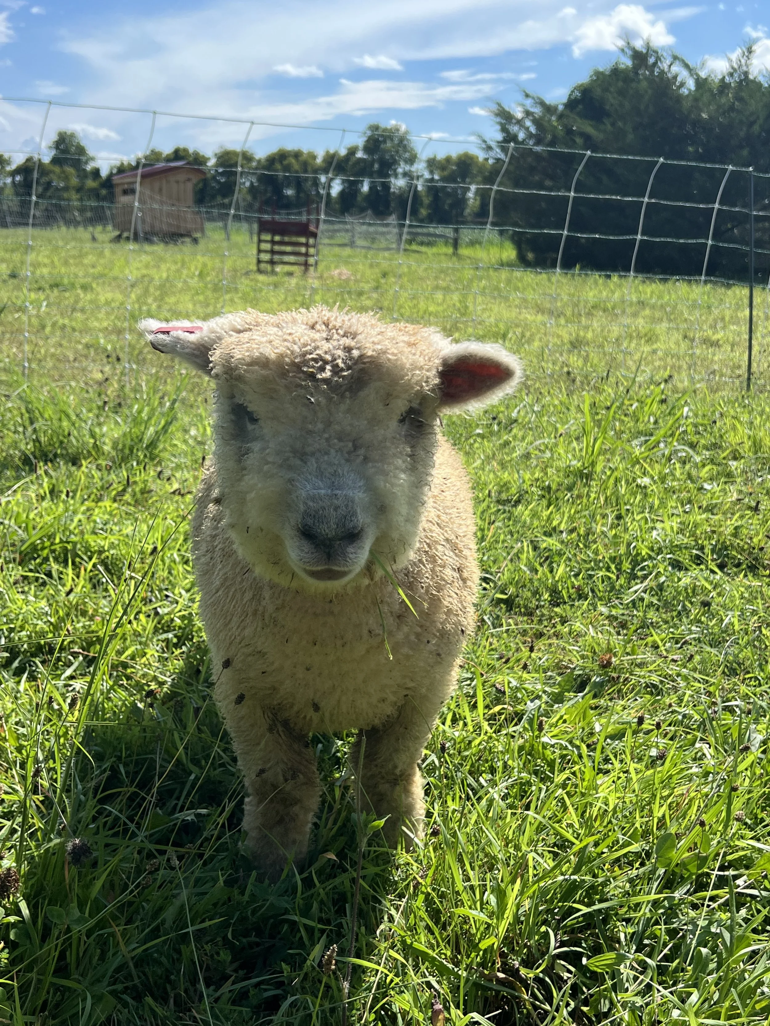 Olive - Ewe
Babydoll Southdown
DOB 04/06/26