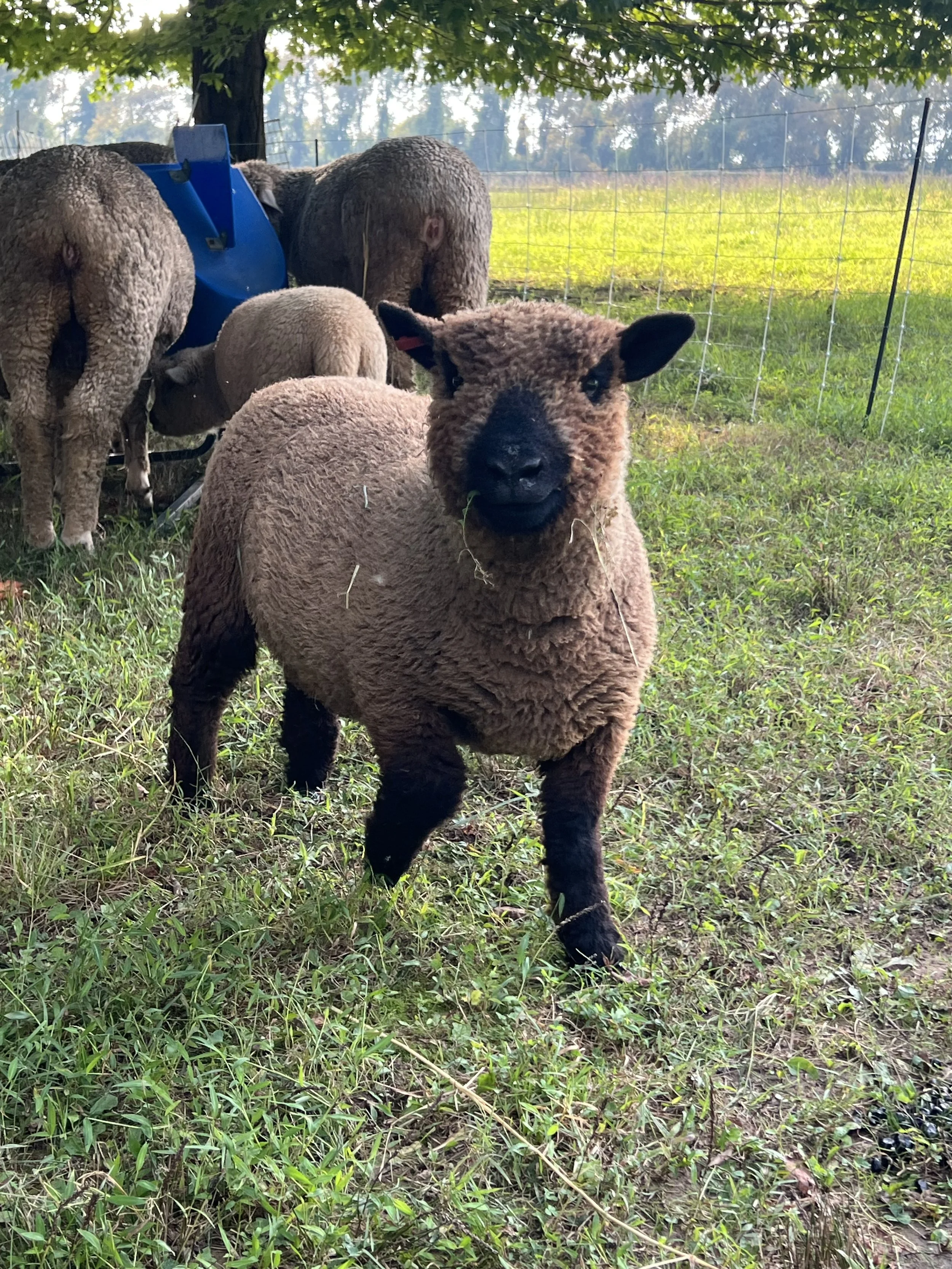 Onyx - Wether
Babydoll Southdown
DOB 04/12/26