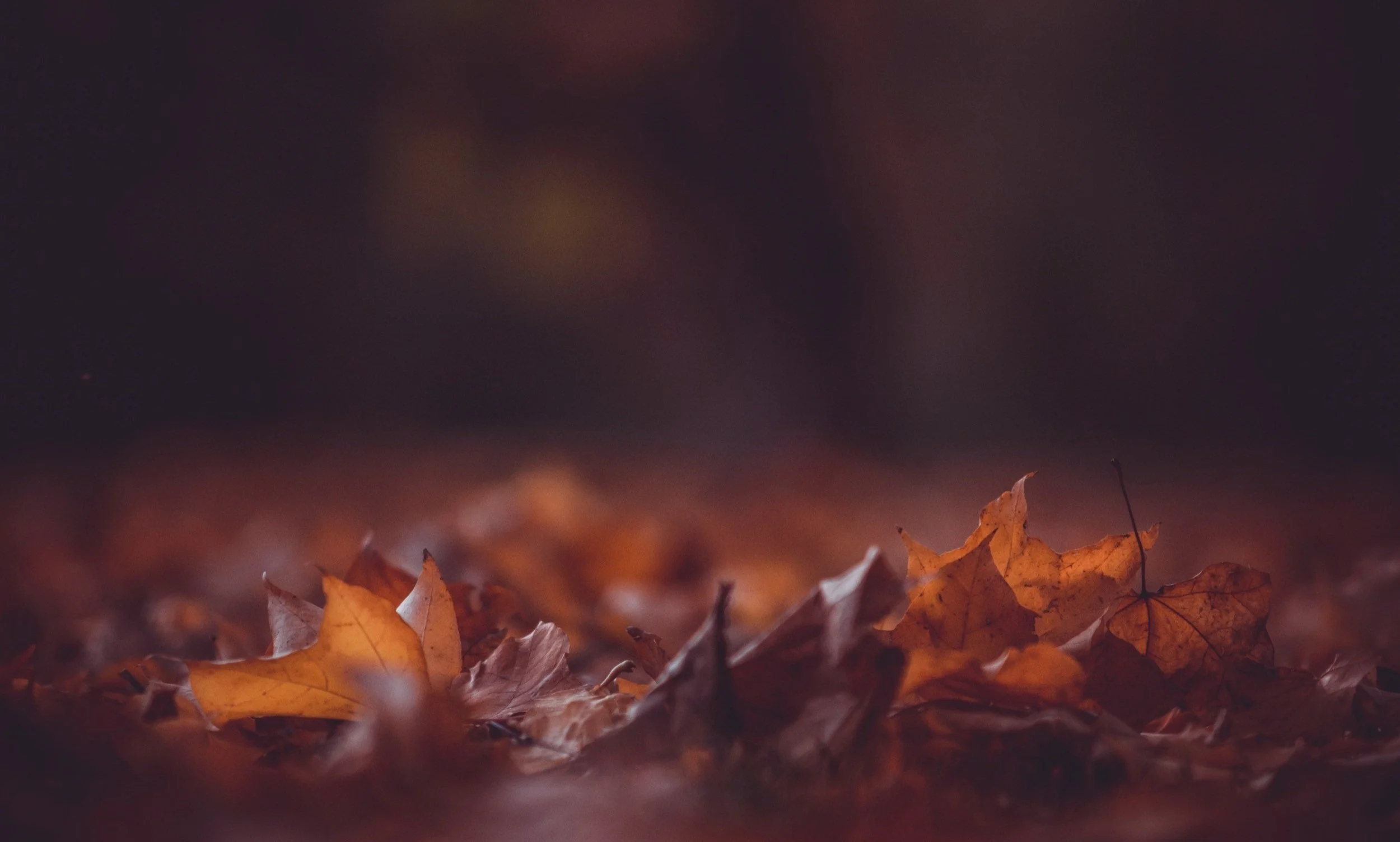 unsplash-image-BvUicqkaZZ0.jpg