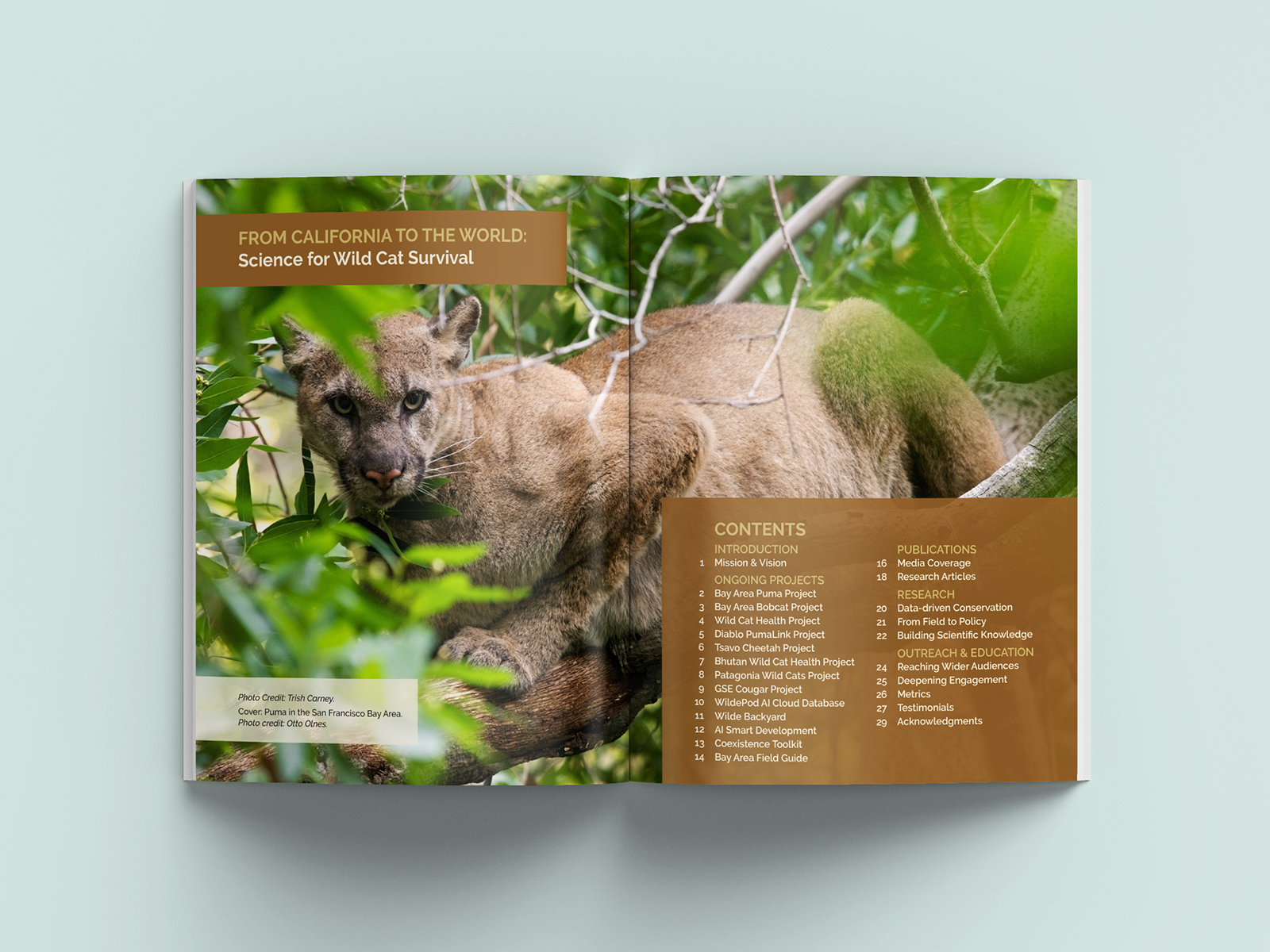 Felidae Fund Impact Report table of contents