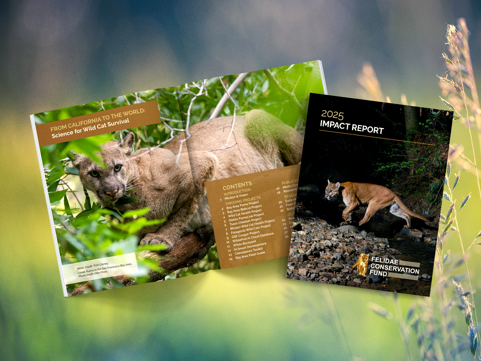 Felidae Fund Impact Report