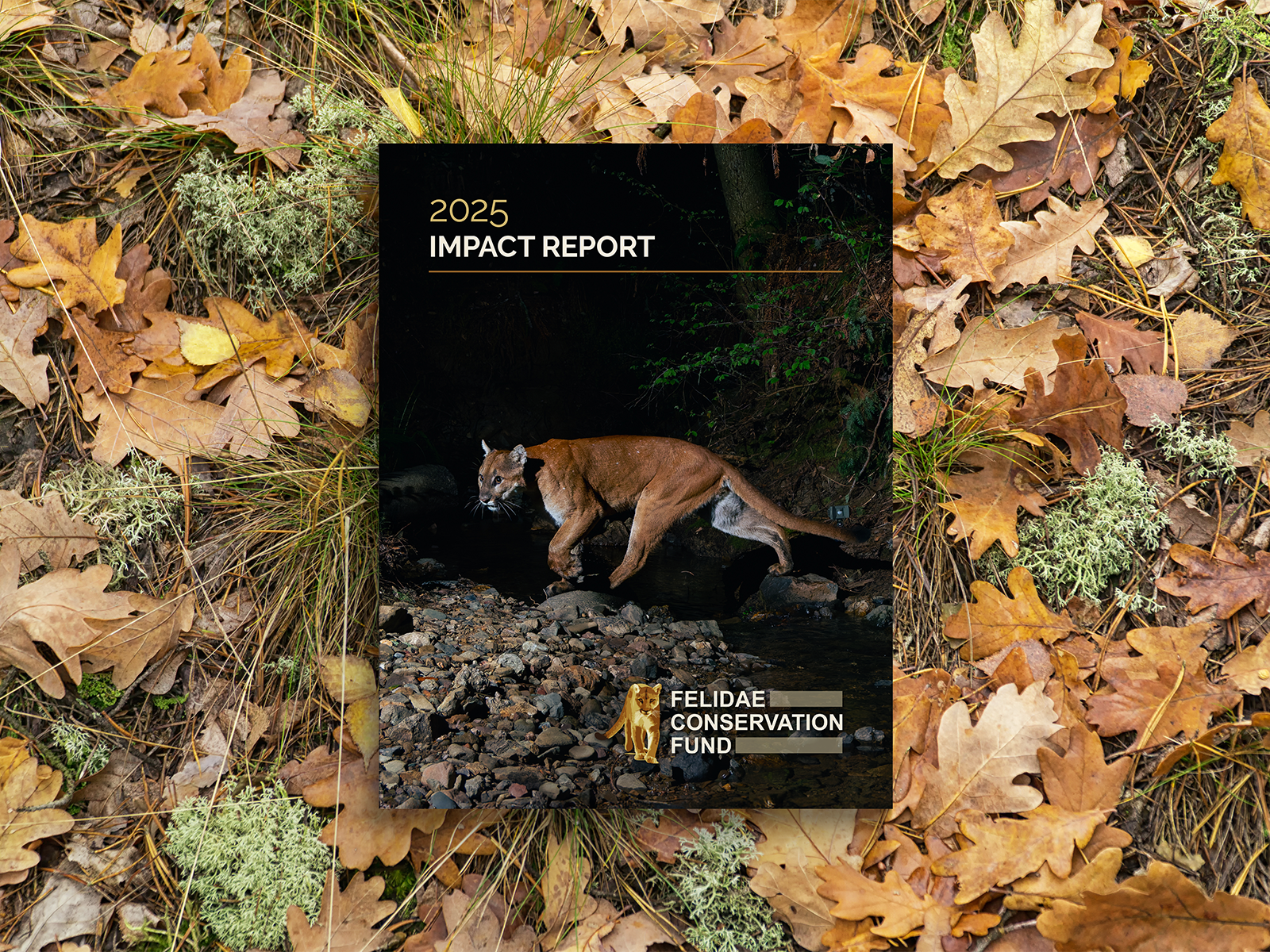Felidae Fund Impact Report front cover